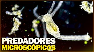 Predadores microscópicos A luta invisível pela sobrevivência PT 3 COMPILADO [upl. by Yedorb]