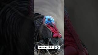 Turkeys Gobbling up Close turkey birds gobblegobble shortsvideo [upl. by Etterrag]