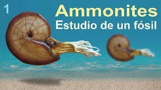 Ammonites una historia del Cretácico divulgación científica [upl. by Nerrej]