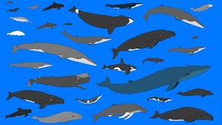 Whales and Dolphins  Animated Size Comparison  What is the largest whale NEW [upl. by Ecidnak]