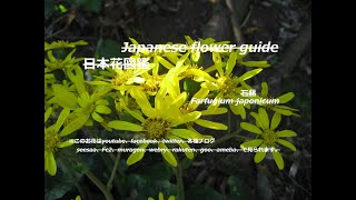 雑木林に冬の煌めき？！Glitter in winter in thickets  石蕗（つわぶき）Farfugium japonicum 季節の花 日本花図鑑 J flower guide [upl. by Etnod]