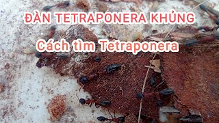 ĐÀN TETRAPONERA KHỦNG GIỮA RỪNG XANH [upl. by Anitsirhc865]