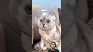 Cara Potong Kuku Kucing cat catclaws cute catsclaw pets kitten [upl. by Fredrick]