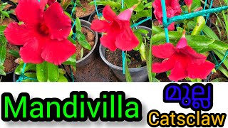 Mandivilla stock arrived jasmine catsclaw Mandivilla stand amplove care howtocare plant [upl. by Yahsat]