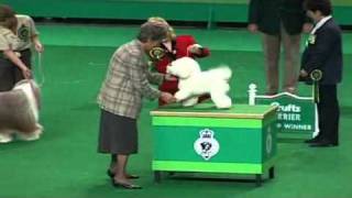 Crufts 1999 Best in Show [upl. by Laitselec]