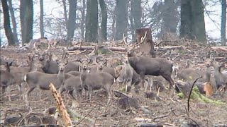 Sika deers after the rut  appr 80 deers on one spot  Sikahirsche  ca 80 Tiere auf einem Fleck [upl. by Ioj]