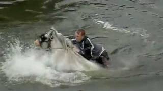 Appleby Horse Fair  Swimming Horse [upl. by Enaenaj]