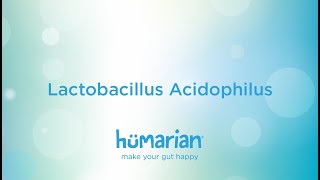 Lactobacillus Acidophilus [upl. by Fagan]