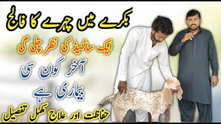 Listeriosis in Goat  Dr Mohsin [upl. by Punke]