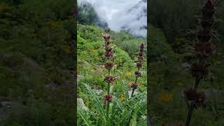 Explore The Stunning Morina Longifolia Flower In valleyofflower youtubeshorts morinalongifolia [upl. by Nosremaj598]