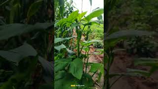 Cowpea garden plantherbs 🥗 [upl. by Ronn]