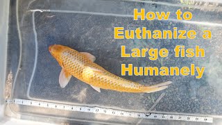 Humanely Euthanizing your Koi or Other Large Fish [upl. by Stanleigh208]