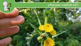 Die quotVielgestaltigequot Raue Gänsedistel 1 060618 Sonchus asper  PflanzenBestimmung [upl. by Adley]