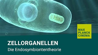 Zellorganellen  Die Endosymbiontentheorie [upl. by Ennovahc]