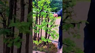 Bonsai care for the Metasequoia forest bonsai bonsaitree bonsaimini garden plants diy [upl. by Ahsilam]