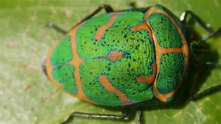 アカスジキンカメムシ Poecilocoris lewisi の歩行 [upl. by Yebba]