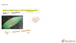 Which type of leaf venation is found in monocotyledonous plants [upl. by Roxine888]