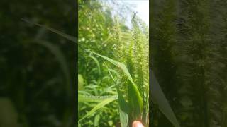 காட்டு நரிவால் தினை  Setaria viridis  Setaria faberi  wild foxtail millet  green fox tail [upl. by Behlke]