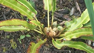 Harts Tongue Fern Asplenium Scolopendrium  Fronds Uncurling May 23 [upl. by Adnolaj369]