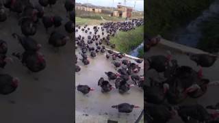 Army of Turkeys Gobble [upl. by Aihsetan]