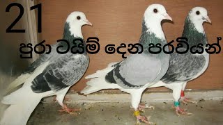 All About Tippler Pigeons l ට්ප්ලර් පරවි ගැන හැම දේම [upl. by Ekoorb]