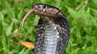 Equatorial Black Spitting Cobra Singapore Nature 2020 [upl. by Kalil]