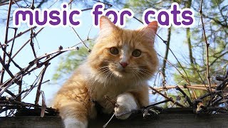 EXTREMELY Soothing Cat Therapy Music  Relax Your Cat [upl. by Laughry]