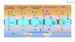 paracellular pathway [upl. by Annadiane]