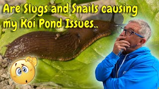 KOI PONDHAVE SLUGS AND SNAILS BEEN BRINGING PARASITES INTO MY POND😮WHAT CAN I DO ABOUT IT🤔😉 [upl. by Eahsat]