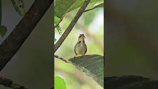 common tailorbird [upl. by Vitek42]