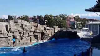 Батумский дельфинарий 2014 Batumi Dolphinarium 2014 [upl. by Bettine342]