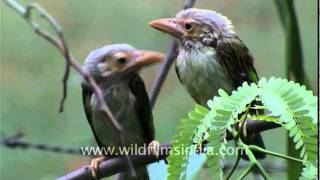 Large Green Barbet [upl. by Sucrad]