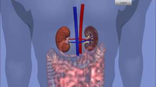 Interactive 3D Kidney [upl. by Faus303]