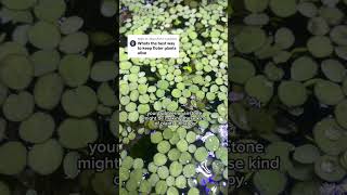 How to keep floating aquarium plants alivefishtankfishaquariumplants plantedtank aquariumfish [upl. by Jola623]