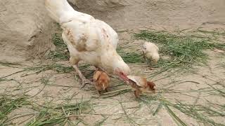 Mother Hen and Chicks Foraging A Heartwarming Scene [upl. by Onitselec992]