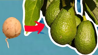 Avocado pflanzen ohne Zahnstocher  Einfach durch Kern vermehren [upl. by Malena]