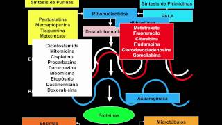 Lo más básico de los antineoplásicos Mecanismo de acción de los citostáticos [upl. by Dennet]