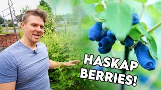 Haskap  Honeyberries Everything You Need to Know Growing Them [upl. by Eicart]