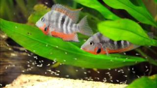 30 7 2015 thorichthys meeki rio candelaria with fry [upl. by Wilterdink634]