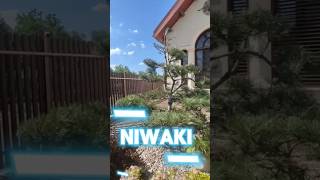 niwaki ниваки garden topiarycut обрезкадеревьев [upl. by Xylina]