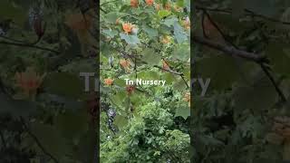 Tn Nursery What are Tulip Trees and Why Are They Such a Popular Addition to Any Garden [upl. by Nabois244]