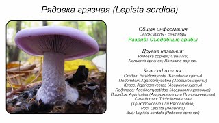 Рядовка грязная Lepista sordida [upl. by Mila]