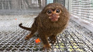 Cutest Marmoset Monkey  The most cutest monkey in the world [upl. by Codding]