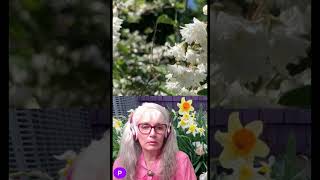 How is your Deutzia gardeninginspiration garden gardeningtips gardeningadvice gardening [upl. by Juster]