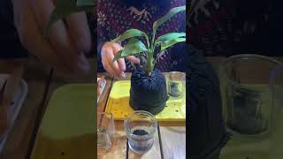 Making Strelitzia Charcoal Plants houseplants plantsidea charcoalplants [upl. by Sophey883]