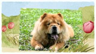 Como Educar a Un Chow Chow  Adiestramiento de Un Chow Chow [upl. by Adaline]