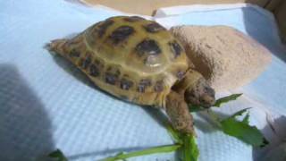 Re russian tortoise feeding [upl. by Viglione5]