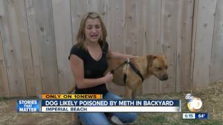 Dog likely poisoned by meth in backyard [upl. by Lemmy]