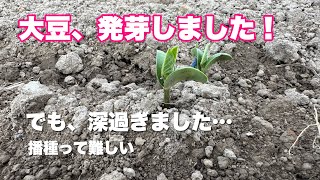 播種難しい！大豆発芽！でも、深過ぎました…。深くまくと雨が突然降ります。。2024年6月19日 [upl. by Bega]