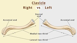 Anatomy of clavicle boneamp function collar bone 🦴 DrNY [upl. by Timmy]